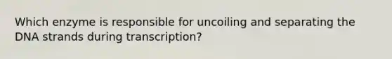 Which enzyme is responsible for uncoiling and separating the DNA strands during transcription?