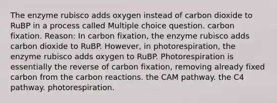 The enzyme rubisco adds oxygen instead of carbon dioxide to RuBP in a process called Multiple choice question. carbon fixation. Reason: In carbon fixation, the enzyme rubisco adds carbon dioxide to RuBP. However, in photorespiration, the enzyme rubisco adds oxygen to RuBP. Photorespiration is essentially the reverse of carbon fixation, removing already fixed carbon from the carbon reactions. the CAM pathway. the C4 pathway. photorespiration.