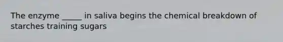 The enzyme _____ in saliva begins the chemical breakdown of starches training sugars