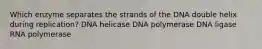 Which enzyme separates the strands of the DNA double helix during replication? DNA helicase DNA polymerase DNA ligase RNA polymerase