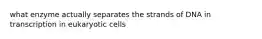 what enzyme actually separates the strands of DNA in transcription in eukaryotic cells