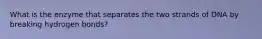 What is the enzyme that separates the two strands of DNA by breaking hydrogen bonds?