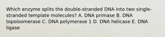 Which enzyme splits the double-stranded DNA into two single-stranded template molecules? A. DNA primase B. DNA topoisomerase C. DNA polymerase 1 D. DNA helicase E. DNA ligase