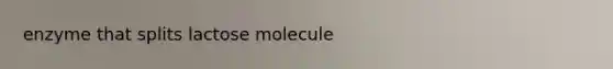 enzyme that splits lactose molecule