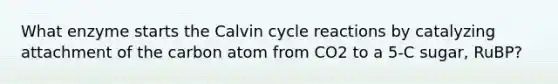 What enzyme starts the Calvin cycle reactions by catalyzing attachment of the carbon atom from CO2 to a 5-C sugar, RuBP?