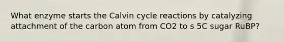 What enzyme starts the Calvin cycle reactions by catalyzing attachment of the carbon atom from CO2 to s 5C sugar RuBP?