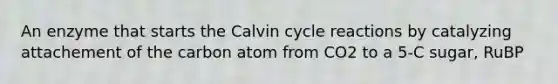 An enzyme that starts the Calvin cycle reactions by catalyzing attachement of the carbon atom from CO2 to a 5-C sugar, RuBP