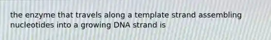 the enzyme that travels along a template strand assembling nucleotides into a growing DNA strand is