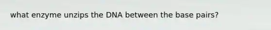 what enzyme unzips the DNA between the base pairs?