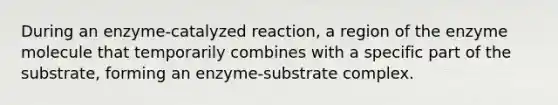 During an enzyme-catalyzed reaction, a region of the enzyme molecule that temporarily combines with a specific part of the substrate, forming an enzyme-substrate complex.