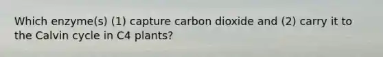 Which enzyme(s) (1) capture carbon dioxide and (2) carry it to the Calvin cycle in C4 plants?