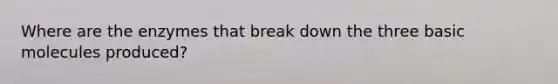 Where are the enzymes that break down the three basic molecules produced?