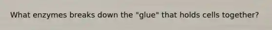 What enzymes breaks down the "glue" that holds cells together?