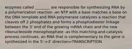 enzymes called ________ are responsible for synthesizing RNA by a polymerization reaction -an NTP with a base matches a base on the DNA template and RNA polymerase catalyzes a reaction that cleaves off 2 phosphates and forms a phosphodiester linkage between the 3' end of the growing mRNA chain and the new ribonucleoside monophosphate -as this matching-and-catalysis process continues, an RNA that is complementary to the gene is synthesized in the 5'->3' direction=TRANSCRIPTION