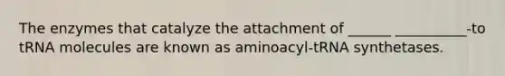 The enzymes that catalyze the attachment of ______ __________-to tRNA molecules are known as aminoacyl-tRNA synthetases.