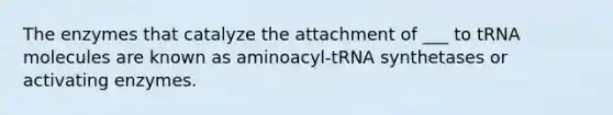 The enzymes that catalyze the attachment of ___ to tRNA molecules are known as aminoacyl-tRNA synthetases or activating enzymes.