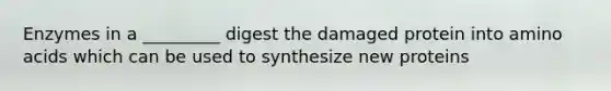 Enzymes in a _________ digest the damaged protein into amino acids which can be used to synthesize new proteins