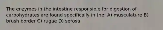 The enzymes in the intestine responsible for digestion of carbohydrates are found specifically in the: A) musculature B) brush border C) rugae D) serosa