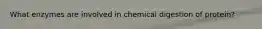 What enzymes are involved in chemical digestion of protein?