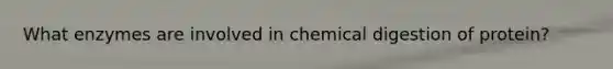 What enzymes are involved in chemical digestion of protein?