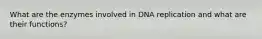 What are the enzymes involved in DNA replication and what are their functions?