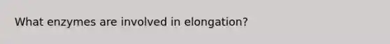 What enzymes are involved in elongation?