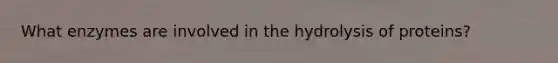 What enzymes are involved in the hydrolysis of proteins?