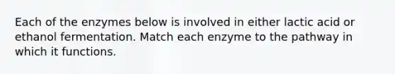 Each of the enzymes below is involved in either lactic acid or ethanol fermentation. Match each enzyme to the pathway in which it functions.