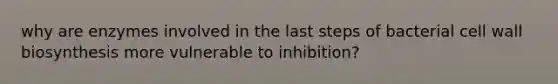 why are enzymes involved in the last steps of bacterial cell wall biosynthesis more vulnerable to inhibition?