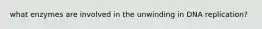what enzymes are involved in the unwinding in DNA replication?