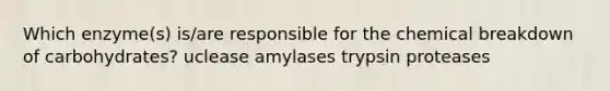 Which enzyme(s) is/are responsible for the chemical breakdown of carbohydrates? uclease amylases trypsin proteases