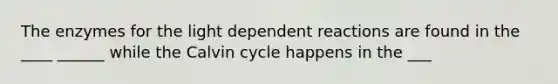 The enzymes for the light dependent reactions are found in the ____ ______ while the Calvin cycle happens in the ___