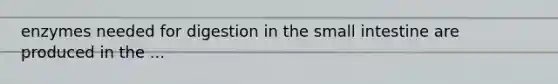 enzymes needed for digestion in the small intestine are produced in the ...
