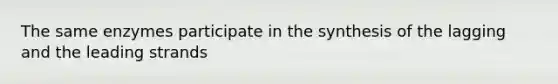 The same enzymes participate in the synthesis of the lagging and the leading strands