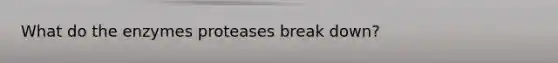 What do the enzymes proteases break down?