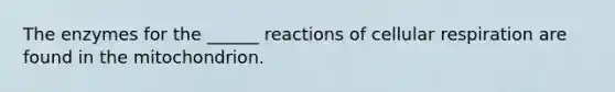 The enzymes for the ______ reactions of cellular respiration are found in the mitochondrion.