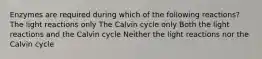 Enzymes are required during which of the following reactions? The light reactions only The Calvin cycle only Both the light reactions and the Calvin cycle Neither the light reactions nor the Calvin cycle