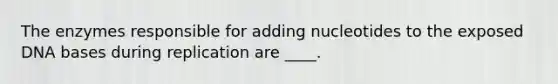 The enzymes responsible for adding nucleotides to the exposed DNA bases during replication are ____.