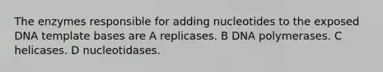 The enzymes responsible for adding nucleotides to the exposed DNA template bases are A replicases. B DNA polymerases. C helicases. D nucleotidases.