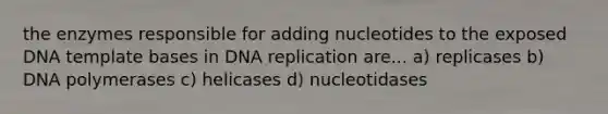 the enzymes responsible for adding nucleotides to the exposed DNA template bases in <a href='https://www.questionai.com/knowledge/kofV2VQU2J-dna-replication' class='anchor-knowledge'>dna replication</a> are... a) replicases b) DNA polymerases c) helicases d) nucleotidases