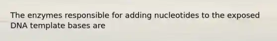 The enzymes responsible for adding nucleotides to the exposed DNA template bases are
