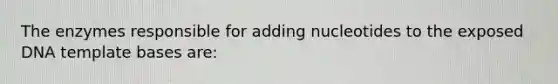 The enzymes responsible for adding nucleotides to the exposed DNA template bases are: