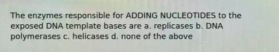 The enzymes responsible for ADDING NUCLEOTIDES to the exposed DNA template bases are a. replicases b. DNA polymerases c. helicases d. none of the above