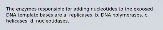 The enzymes responsible for adding nucleotides to the exposed DNA template bases are a. replicases. b. DNA polymerases. c. helicases. d. nucleotidases.