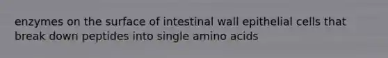 enzymes on the surface of intestinal wall epithelial cells that break down peptides into single amino acids