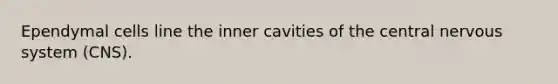 Ependymal cells line the inner cavities of the central <a href='https://www.questionai.com/knowledge/kThdVqrsqy-nervous-system' class='anchor-knowledge'>nervous system</a> (CNS).