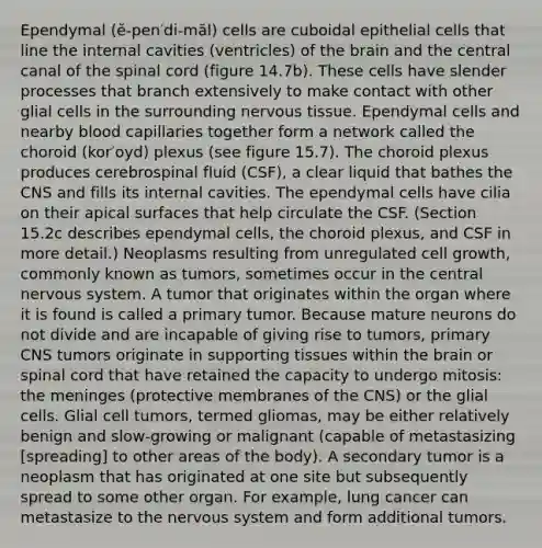 Ependymal (ĕ-pen′di-măl) cells are cuboidal epithelial cells that line the internal cavities (ventricles) of the brain and the central canal of the spinal cord (figure 14.7b). These cells have slender processes that branch extensively to make contact with other glial cells in the surrounding nervous tissue. Ependymal cells and nearby blood capillaries together form a network called the choroid (kor′oyd) plexus (see figure 15.7). The choroid plexus produces cerebrospinal fluid (CSF), a clear liquid that bathes the CNS and fills its internal cavities. The ependymal cells have cilia on their apical surfaces that help circulate the CSF. (Section 15.2c describes ependymal cells, the choroid plexus, and CSF in more detail.) Neoplasms resulting from unregulated cell growth, commonly known as tumors, sometimes occur in the central nervous system. A tumor that originates within the organ where it is found is called a primary tumor. Because mature neurons do not divide and are incapable of giving rise to tumors, primary CNS tumors originate in supporting tissues within the brain or spinal cord that have retained the capacity to undergo mitosis: the meninges (protective membranes of the CNS) or the glial cells. Glial cell tumors, termed gliomas, may be either relatively benign and slow-growing or malignant (capable of metastasizing [spreading] to other areas of the body). A secondary tumor is a neoplasm that has originated at one site but subsequently spread to some other organ. For example, lung cancer can metastasize to the nervous system and form additional tumors.