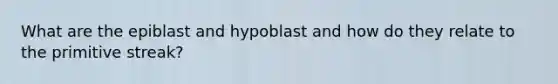 What are the epiblast and hypoblast and how do they relate to the primitive streak?