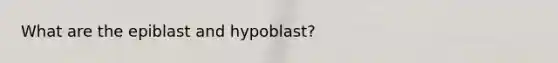 What are the epiblast and hypoblast?