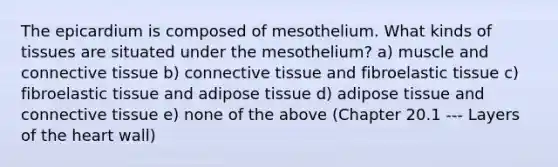 The epicardium is composed of mesothelium. What kinds of tissues are situated under the mesothelium? a) muscle and connective tissue b) connective tissue and fibroelastic tissue c) fibroelastic tissue and adipose tissue d) adipose tissue and connective tissue e) none of the above (Chapter 20.1 --- Layers of the heart wall)